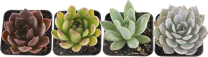 Costa Farms Grower Pot, 4-Pack Echeveria Succulents Live Indoor Plant 3-Inches Tall, in Grower's Pot