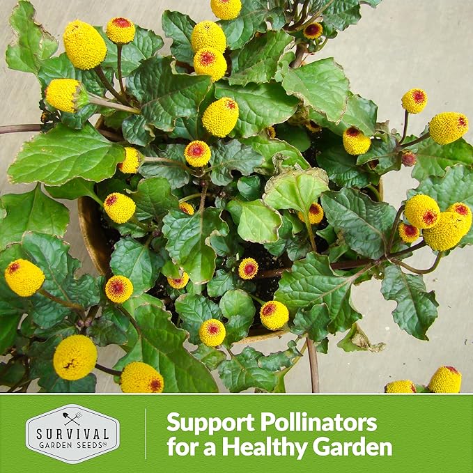 Toothache Plant Seeds for Planting - 3 Packets with Instructions to Plant and Grow Electric Daisy in Your Home Herb Garden - Non-GMO Heirloom Variety - Survival Garden Seeds