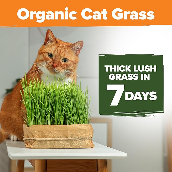 HOME GROWN Organic Cat Grass Seeds Pack 8oz β 7200 π‘π’π‘-ππ π’ π¨π¦π-π¦π’π¨π₯πππ Heirloom Oat & Barley Grass Seeds for Indoor Cats β High Germination Hairball Relief, Pet Grass Ready in 7Days