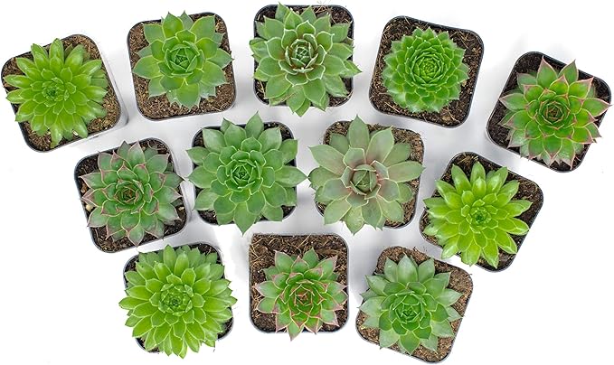 Succulent Plants | 5 Sempervivum Succulents | Rooted in Planter Pots with Soil | Real Live Indoor Plants | Gifts or Room Decor by Plants for Pets