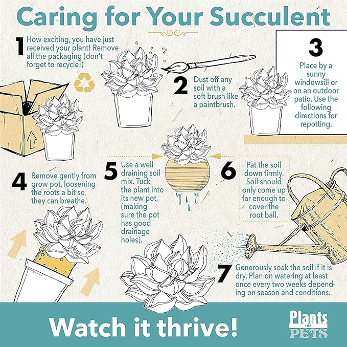 Grafted Cactus Plants Live in Clay Pots for Plants (3 PK), Live Cactus Plant in Cactus Soil Potting Mix, Live Mini Cactus Succulents Plants Live Cacti, Live Succulents in Cactus Pot by Plants for Pets