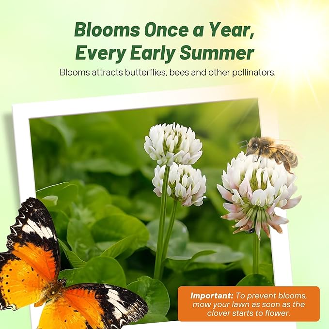 Outsidepride Perennial White MiniClover Seed - 5 lb. Dwarf, Small-Leaved, Drought & Wear-Tolerant Micro Clover Seeds for Lawn, Ideal Low-Maintenance & Easy to Grow Ground Cover Seeds for Home Yard