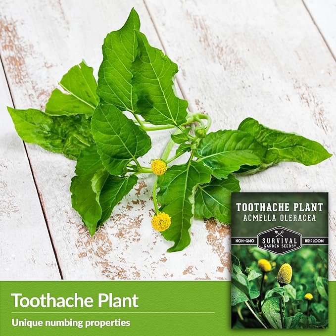 Toothache Plant Seeds for Planting - 2 Packets with Instructions to Plant and Grow Electric Daisy in Your Home Herb Garden - Non-GMO Heirloom Variety - Survival Garden Seeds
