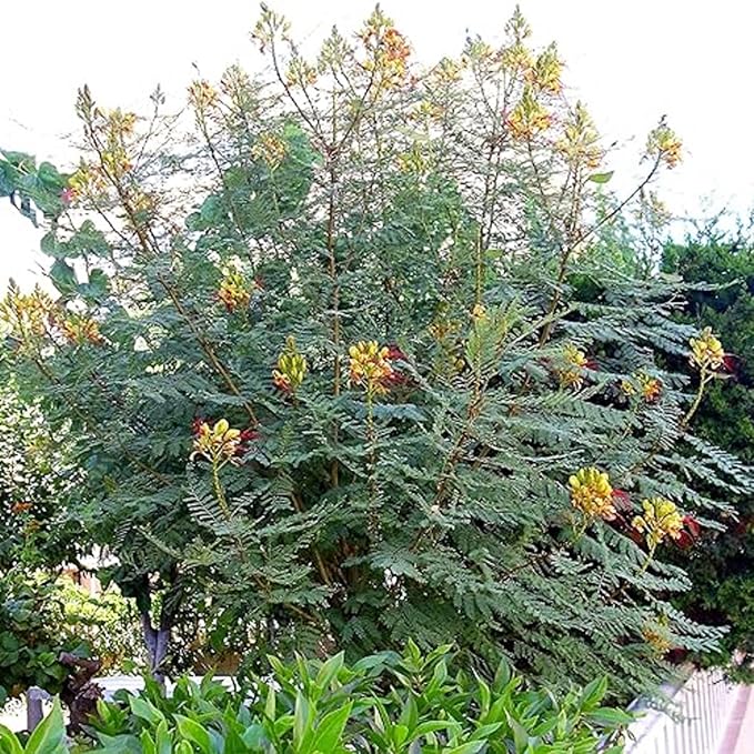 CHUXAY GARDEN Rare Yellow Bird of Paradise Seeds for Planting Outdoors Caesalpinia Gilliesii Seed 5 Seeds Perennial Drought Tolerant Poinciana Shrub Showy Privacy Plant Ornamental Flower