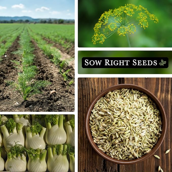 Sow Right Seeds - Florence Fennel Seed for Planting - Non-GMO Heirloom Packet with Instructions to Plant and Grow in Your Herbal Garden - Great for Seasoning and Cooking - Attract Pollinators (1)