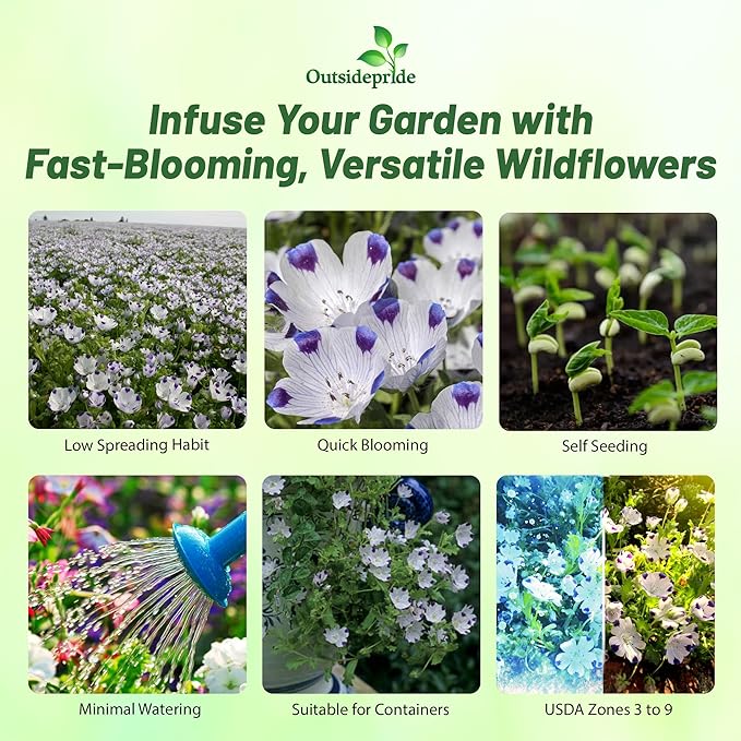 Outsidepride 1 lb. Annual Nemophila Five Spot Wild Flower Seeds for Planting