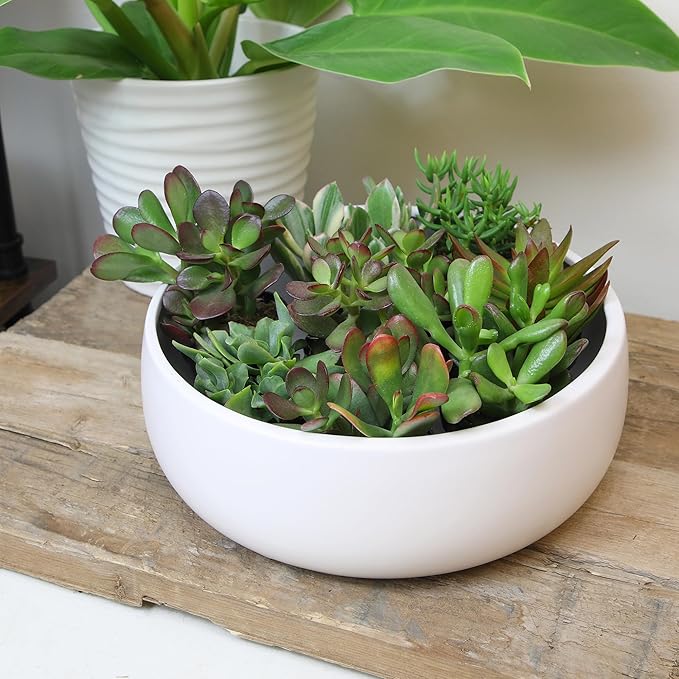 Altman Plants Live Jade Plant Collection (8PK), Classic Jade Plants in 2.5" Pots, Mini Succulents, Sunset Jade, Live Succulents, Crassula Ovata, Variegated Live Plants & House Plants in Succulent Soil