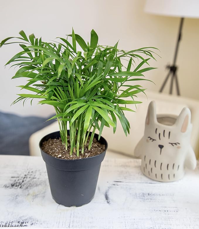 Altman Plants, Classic Houseplant Collection (4PK) Live Plants Indoor Plants Live Houseplants in Plant Pots, Easy House Plants Indoors Live, Snake Plant, Pothos in Potting Soil, Clean Air Plants