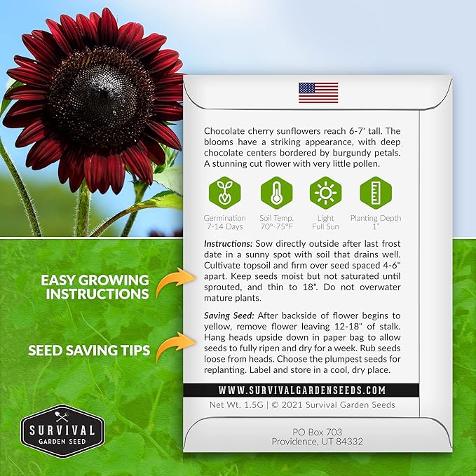Survival Garden Seeds Chocolate Cherry Sunflower Seed for Planting - Pack with Instructions to Plant & Grow Burgundy Sunflowers in Your Vegetable & Flower Garden - Easy-to-Grow Heirloom Variety (1)
