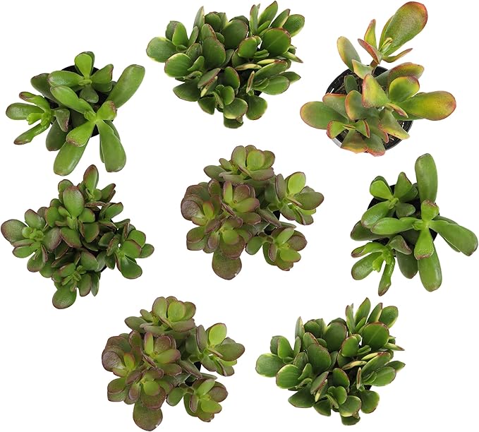Altman Plants Live Jade Plant Collection (8PK), Classic Jade Plants in 2.5" Pots, Mini Succulents, Sunset Jade, Live Succulents, Crassula Ovata, Variegated Live Plants & House Plants in Succulent Soil