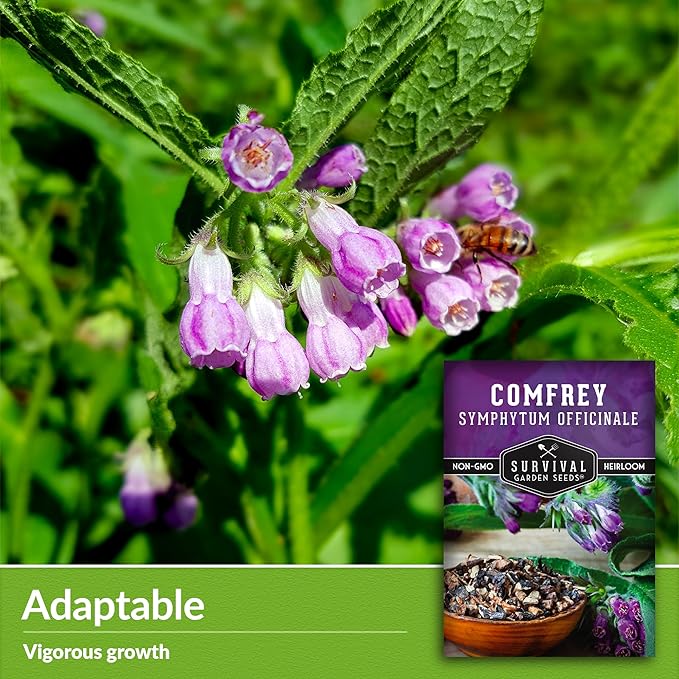 Survival Garden Seeds Comfrey Seed for Planting - 1 Packet with Instructions to Plant and Grow Slippery Root Plants in Your Home Herb Garden - Symphytum officinale - Non-GMO Heirloom Seed Variety