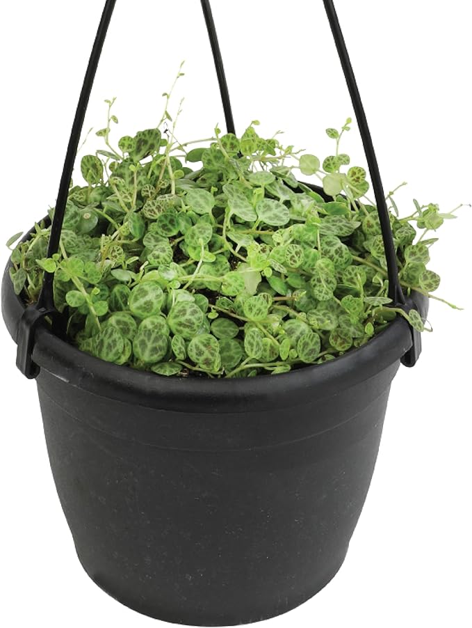 String of Turtles Live Plant Hanging Basket, Peperomia prostrata, Live Succulents Plants Live Houseplants, House Plants Indoors Live Indoor House Plants, Peperomia Live Plant Basket by Plants for Pets