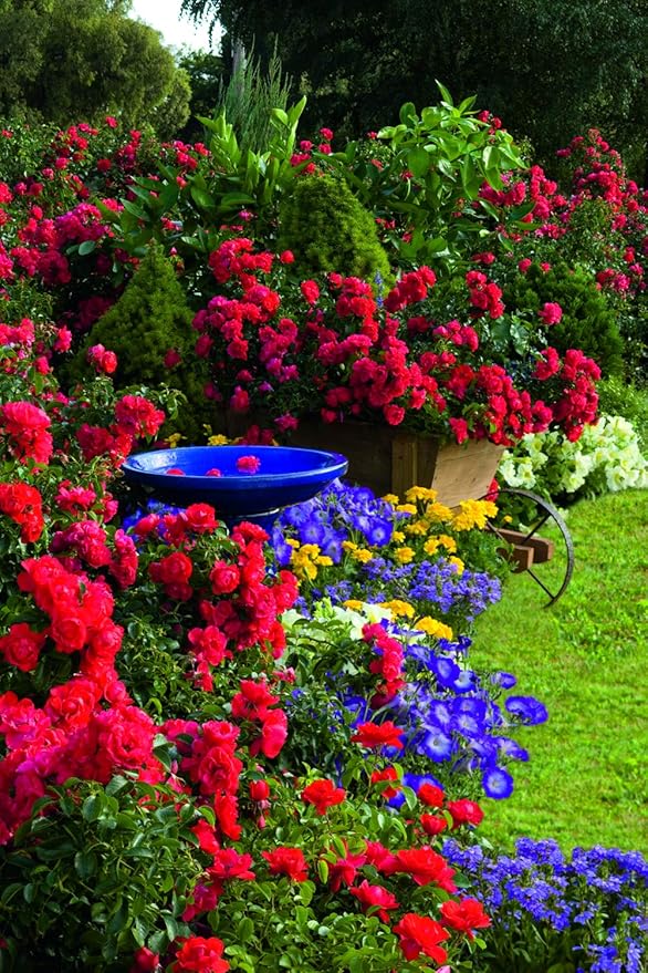 Green Promise Farms Rosa Carpet Scarlet` (Ground Cover) Rose, 2 Size Container, red flower