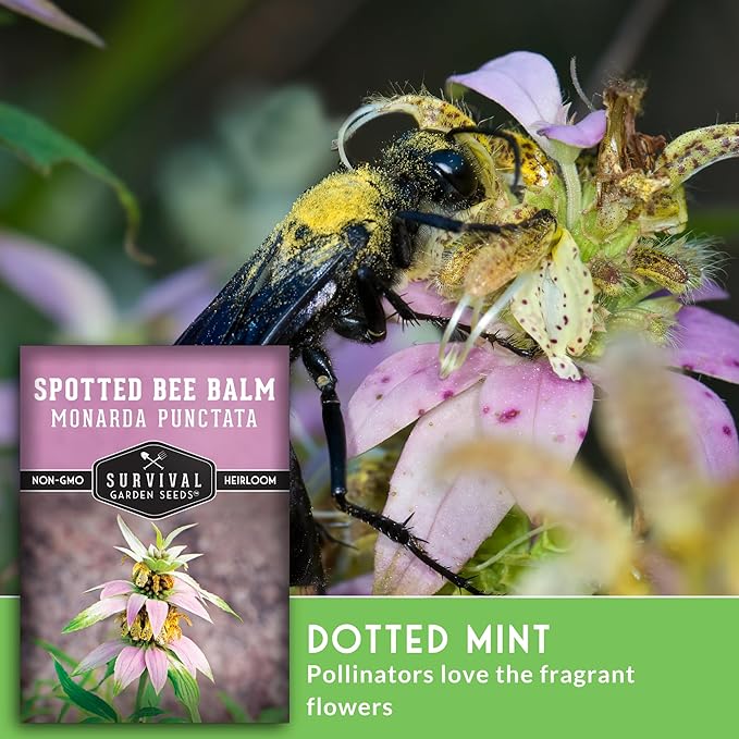 Survival Garden Seeds - Spotted Bee Balm Seed for Planting - 1 Packet with Instructions to Plant & Grow Monarda Punctata Your Home Herb Garden - Dotted Mint Wildflower Non-GMO Heirloom Variety
