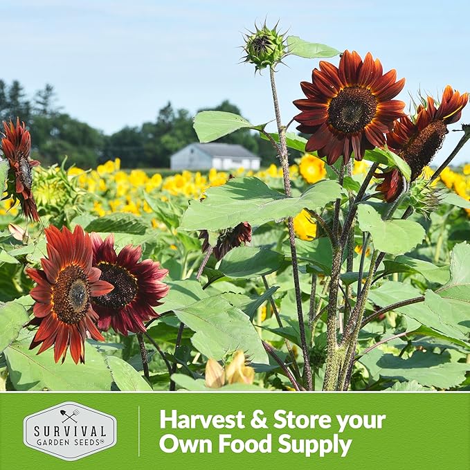 Survival Garden Seeds Chocolate Cherry Sunflower Seed for Planting - Pack with Instructions to Plant & Grow Burgundy Sunflowers in Your Vegetable & Flower Garden - Easy-to-Grow Heirloom Variety (1)