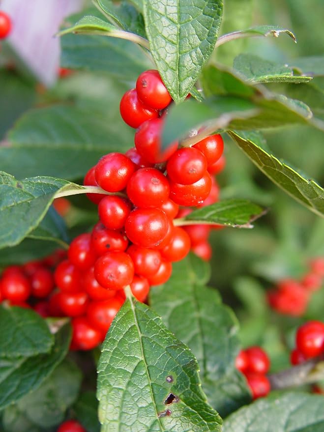 Ilex verticillata 'Winter Red' (Winterberry) Shrub, sm bright red fruit, #2 - Size Container