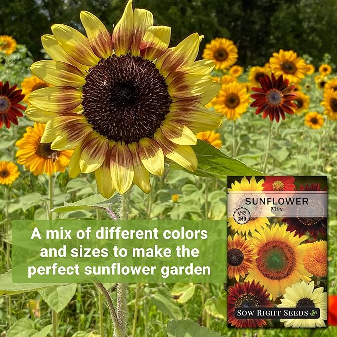 Sow Right Seeds - Mixed Sunflower Seeds for Planting - Non-GMO Heirloom Packet with Instructions - Great Wedding or Party Favor - Grow Giant Sunflowers in an Assortment of Bright, Unique Colors (3)