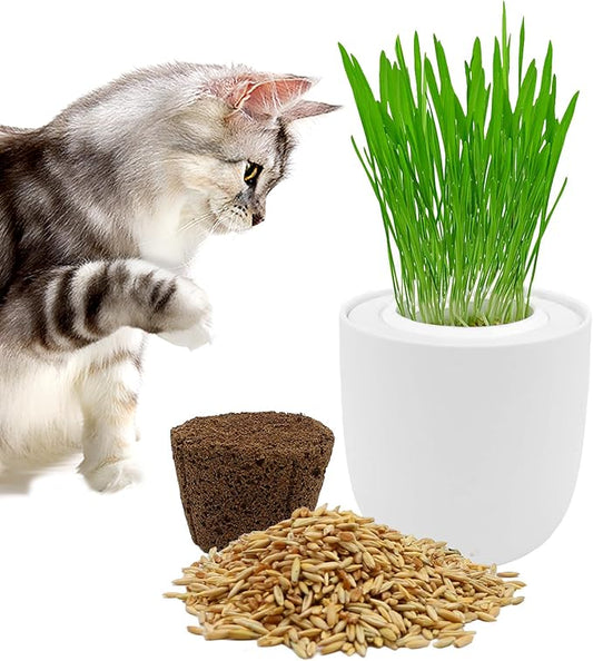 Ceramic Pot Cat Grass for Indoor Cats with Organic Cat Grass Seed Mix β Safe Pet Grass for Cats and Small Pets | Easy-to-Grow Indoor Garden for Pet Digestion (White)