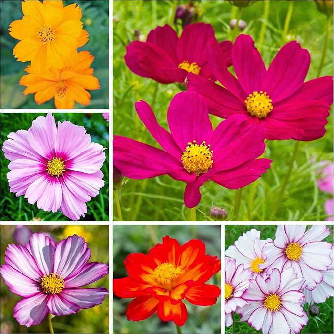 Seed Needs 2.1 Ounce Cosmos Flower Seeds 10+ Varieties Specialty Crazy Blend (Cosmos Bipinnatus, Open Pollinated & Untreated) Resealable Pouch Butterfly Garden Variety - Bulk