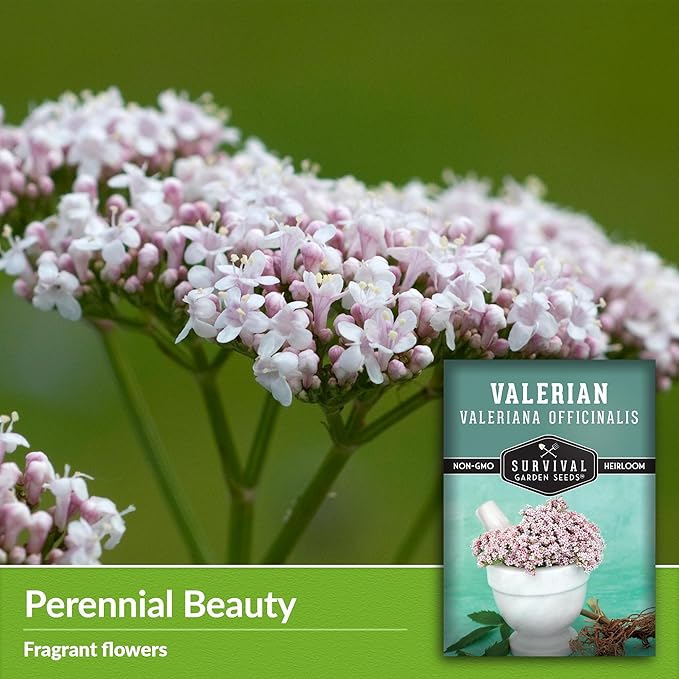 Valerian Seeds for Planting - 3 Packets with Instructions to Plant and Grow Medicinal Herb Valeriana Officinalis in Your Home Herb Garden - Non-GMO Heirloom Variety - Survival Garden Seeds
