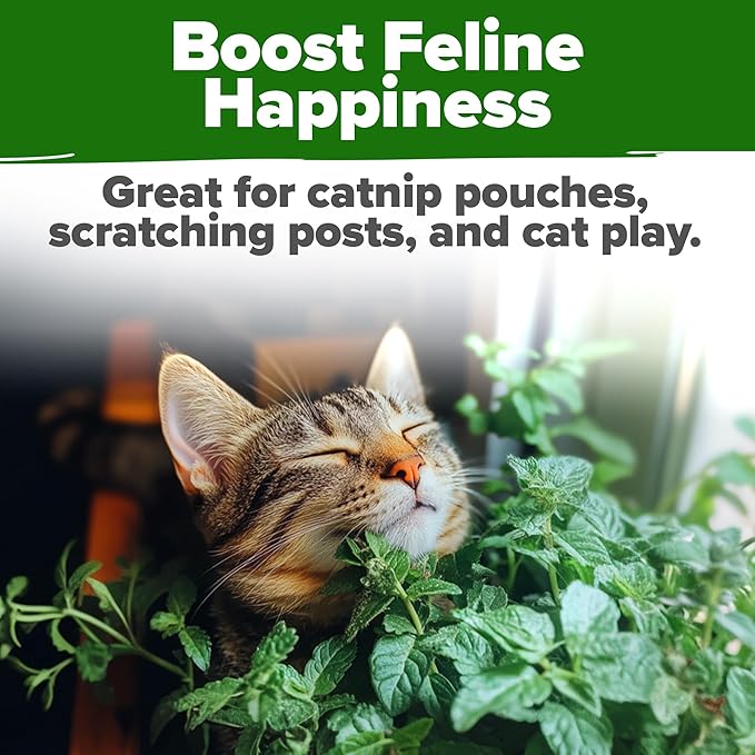 HOME GROWN Catnip Seeds 2 Pack - 4232 Bulk Non-GMO Heirloom Herb Seeds - Indoor or Outdoor Seed - High-Germination Cat Nip - Cat Safe Plants (Nepeta cataria)