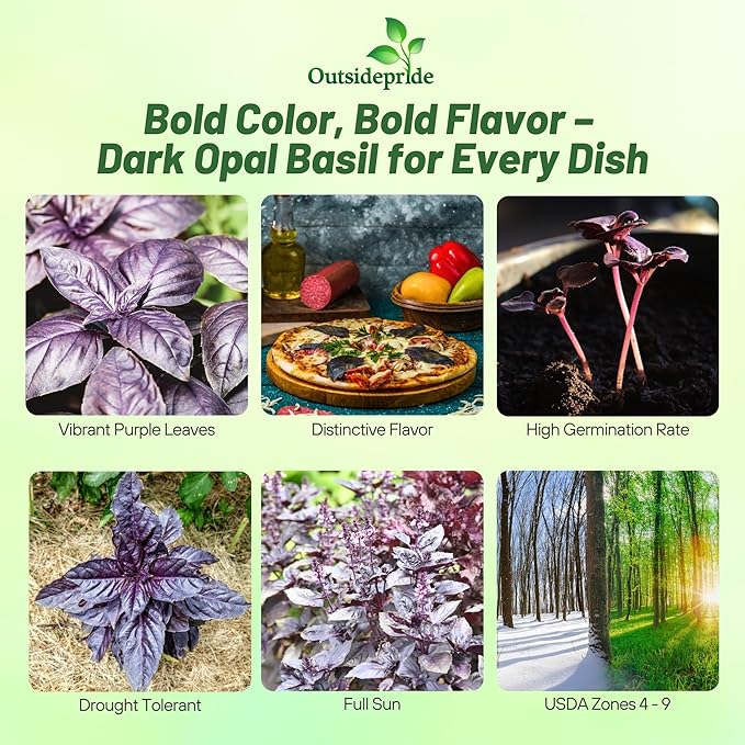 Outsidepride Dark Opal Basil Seeds – 1000 Pieces Annual Purple Basil Herb Seeds, Non-GMO, Ideal for Indoor & Outdoor Gardens, Aromatic Herb Borders for Fresh Flavor & Fragrant Foliage (AAS Winner)