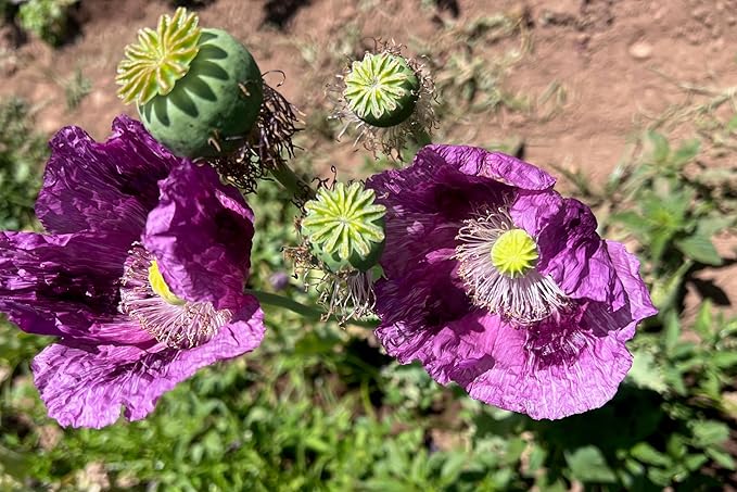 Plant Good Seed Organic Hungarian Poppy Seeds - Pack of 250 Heirloom Seeds for Planting Flowers - Gardening Supplies, Herb Garden, Wildflower, Flower Seeds to Plant Outside - Non-GMO, from USA