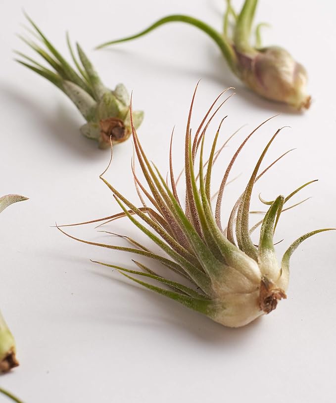 Shop Succulents | Assorted Collection | Variety of Species, Tropical House Plant for Home Décor, DIY Terrariums, 6-Pack