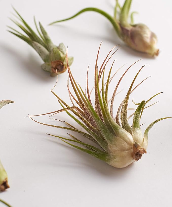 Shop Succulents | Assorted Collection | Variety of Species, Tropical House Plant for Home Décor, DIY Terrariums, 6-Pack