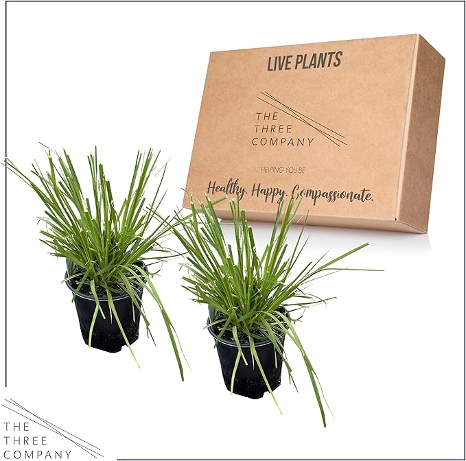 Live Ornamental Perennial Grass - Pink Pampas (2 Per Pack), Showy Accent Plant, 12" Tall by 6" Wide in 1.5 Quart Pot