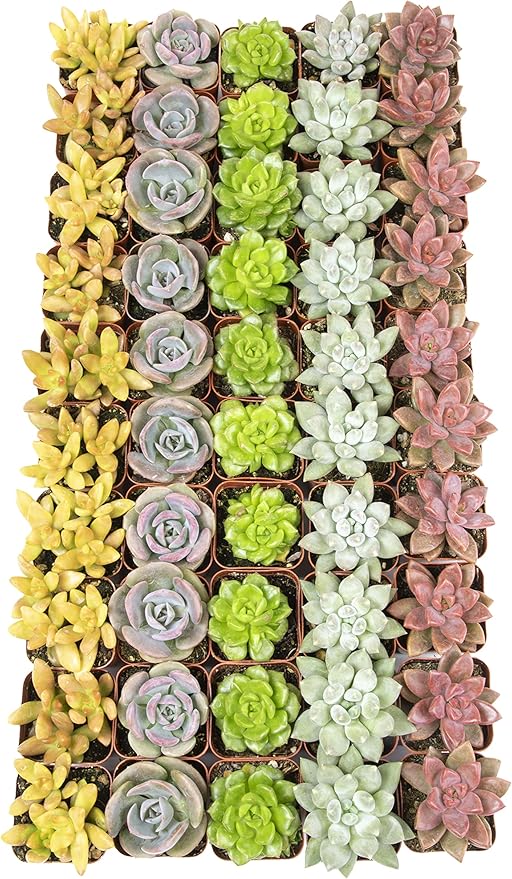 Live Succulents Plants Live Bulk Plant Tray (50 Pack), Bulk Succulents Live Indoor Plants Live Houseplants, Live Plants in Cactus and Succulent Soil Mix, Live Plant Kit Plant Gifts by Plants for Pets