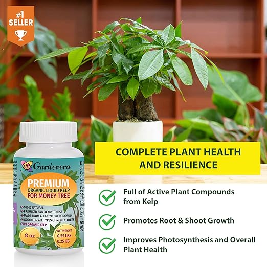 Money Tree Superfood - 32 oz - Premium Liquid Kelp Fertilizer for Stunning Money Tree Displays