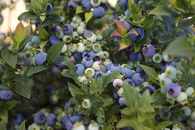 Bushel and Berry™ - Vaccinium x Jelly Bean (Blueberry) Edible-Shrub, , #2 - Size Container