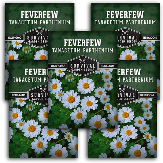 Feverfew Seeds for Planting - 5 Packets with Instructions to Plant and Grow Your Own Bachelor's Buttons in Your Home Vegetable or Herb Garden - Non-GMO Heirloom Variety - Survival Garden Seeds