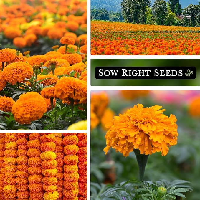 Sow Right Seeds Crackerjack African Marigold Seeds for Planting - Non-GMO Heirloom Seed Packet with Instructions - Companion Plant - Orange & Yellow Blooms Attract Pollinators, Deter Mosquitoes (2)