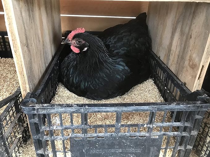 Rice Hulls - Nature's Gift for Thriving Plants: Organic, Biodegradable, and Chemical-Free - 2 QUARTS