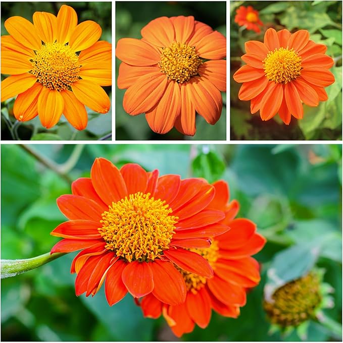 Seed Needs, Mexican Sunflower Seeds - 100 Heirloom Seeds for Planting Tithonia rotundifolia - Annual Wildflower That Attracts Pollinators/Butterflies (2 Packs)