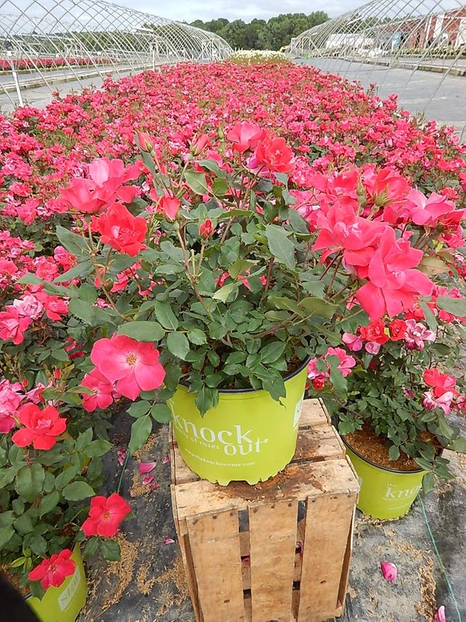 Green Promise Farms Rosa `Knock Out` (Reblooming) Rose, #3 Size Container, red flower