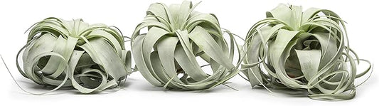 Tillandsia Xerographica Air Plant Set (3 Pack), Tillandsia Air Plants Live Large Indoor Plants Live Houseplants, Exotic Plants for Succulent Terrarium, Succulents Plants Live Plants by Plants for Pets