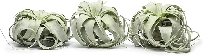 Tillandsia Xerographica Air Plant Set (3 Pack), Tillandsia Air Plants Live Large Indoor Plants Live Houseplants, Exotic Plants for Succulent Terrarium, Succulents Plants Live Plants by Plants for Pets