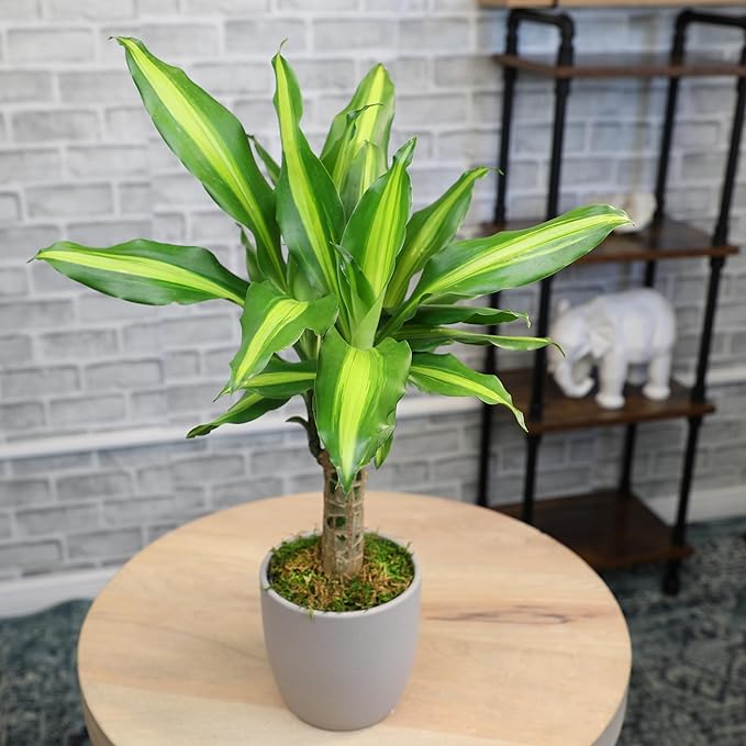 'Sunrise' Corn Plant Dracaena Plant Live Plant Decor, Office Desk Plant, Live Indoor House Plants, Decorative Plants, House Plants Indoors Live Plants Indoor Plants Live Houseplants by Plants for Pets