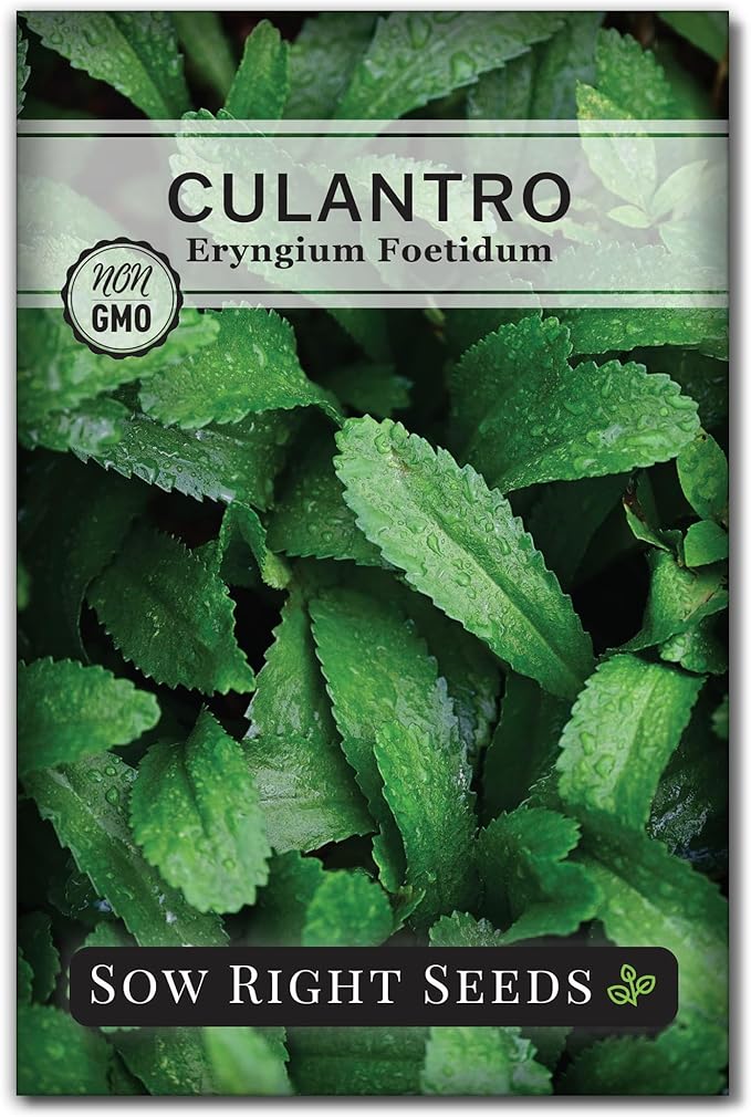 Sow Right Seeds - Culantro Seeds for Planting - Non-GMO Heirloom Packet with Instructions to Grow a Kitchen Herb Garden - Great Addition to Your Cooking - Unique and Zesty Herb from Puerto Rico