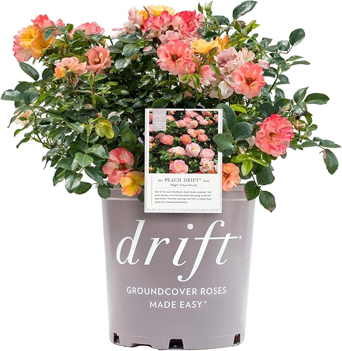 Drift Roses - Rosa Peach Drift (Rose) Rose, double peach flowers, #2 - Size Container