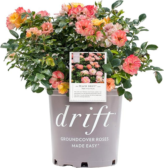 Drift Roses - Rosa Peach Drift (Rose) Rose, double peach flowers, #2 - Size Container