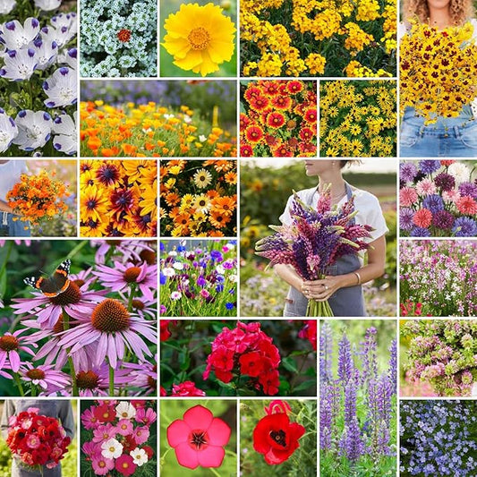Eden Brothers Southeast Wildflower Mixed Seeds for Planting, 1/4 lb, 120,000+ Seeds with Cornflower, Blanket Flower | Attracts Pollinators, Plant in Spring or Fall, Zones 3, 4, 5, 6, 7, 8, 9, 10