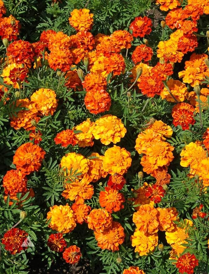 WULOONSO Mixed Marigold Flower Seed to Plant in Your Garden