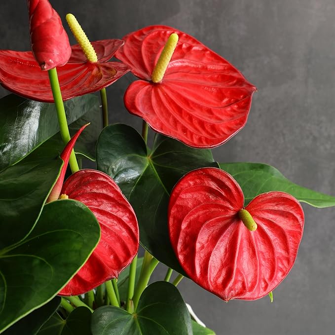 6" Red Anthurium Live Plant Decor, Live House Plants, Anthuriums Live Plants Indoor Plants Live Houseplants, Real Plants Indoor Live Plants, Easy Plant Lover Gifts for Plant Lovers by Plants for Pets