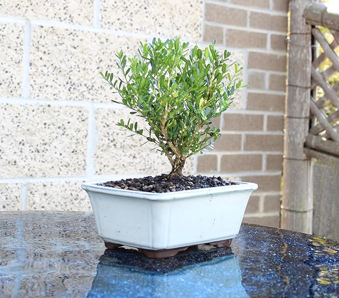 Brussel's Bonsai Live Harland Boxwood Bonsai Tree - Medium, 5 Years, 8 to 12 Inches Tall - Outdoor Bonsai Tree with Ceramic Bonsai Pot