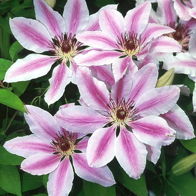 CHUXAY GARDEN Nelly Moser Clematis Seed 30 Seeds Exotic Charm Flowering Plant Adding a Decorative Appeal High Yield Flourishing