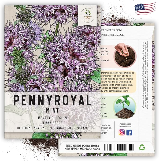 Seed Needs, Pennyroyal Mint Seeds - 1,000 Heirloom Seeds for Planting Mentha pulegium - Medicinal Herb Non-GMO & Untreated for Indoor/Outdoor Gardens (5 Packs)